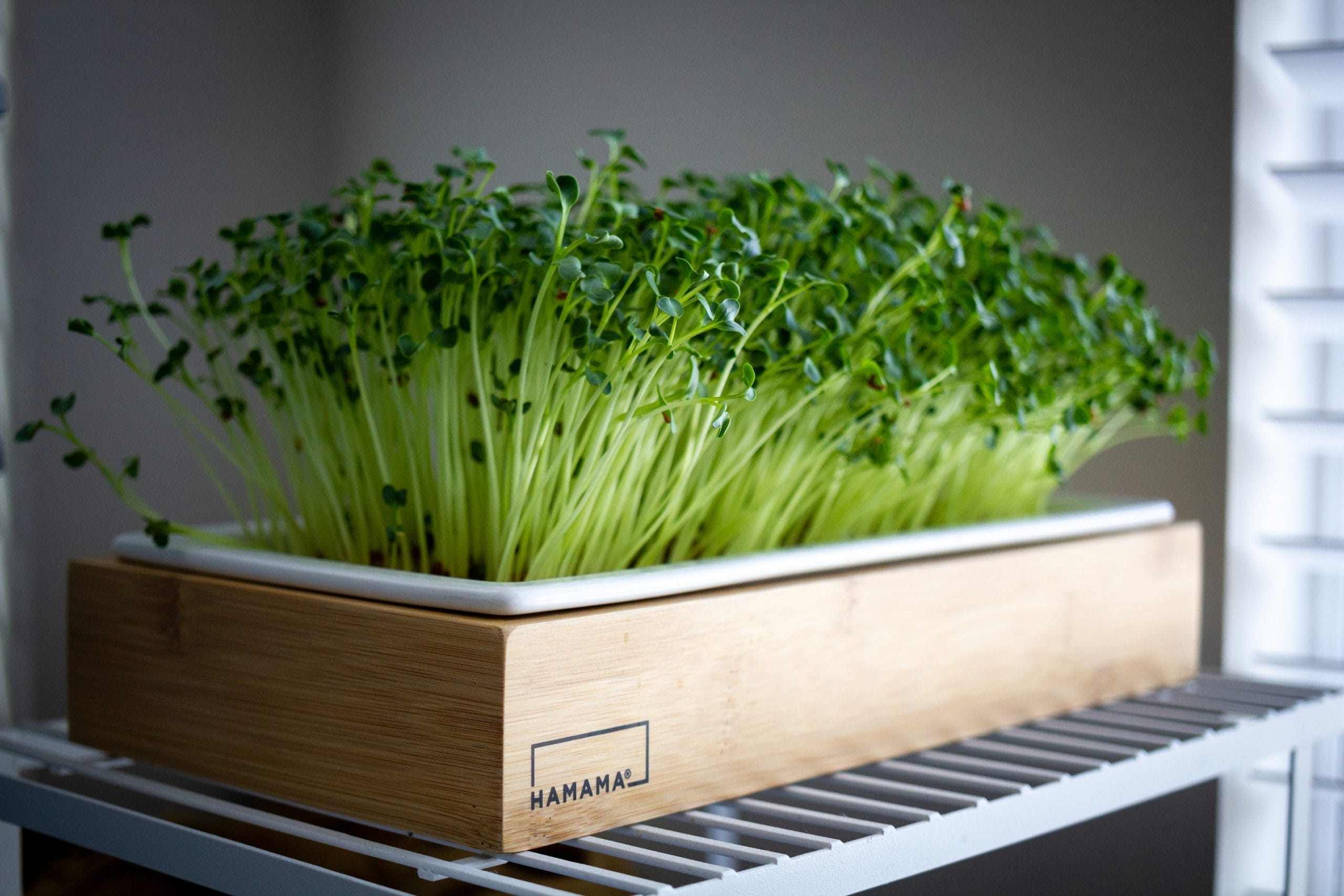 how to keep microgreens fresh scaled 1
